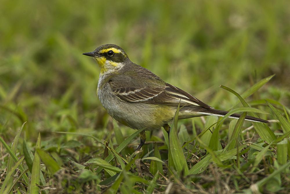 eastern yellow wagtail quot motacilla tschutschensis quot boreal eastern yellow wagtail quot motacilla tschutschensis quot boreal