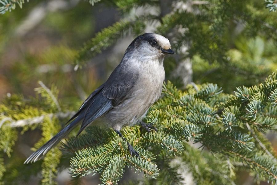 gray jay quot perisoreus canadensis quot boreal songbird initiative gray jay quot perisoreus canadensis quot boreal songbird initiative
