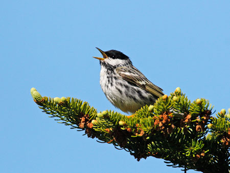 Blackpoll Warbler