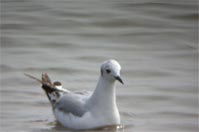 Bonaparte's Gull