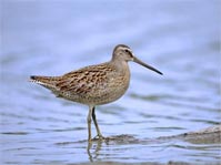 Short-billed Dowitcher