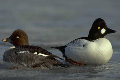 Common Goldeneye