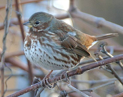 Fox Sparrow - Photo credit: Glen Tepke