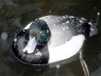 Greater Scaup