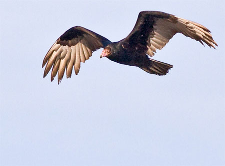 turkey vulture