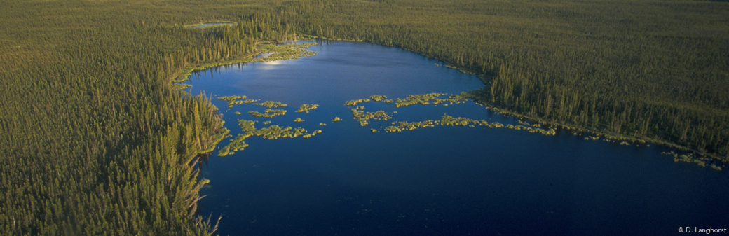 Boreal Forest