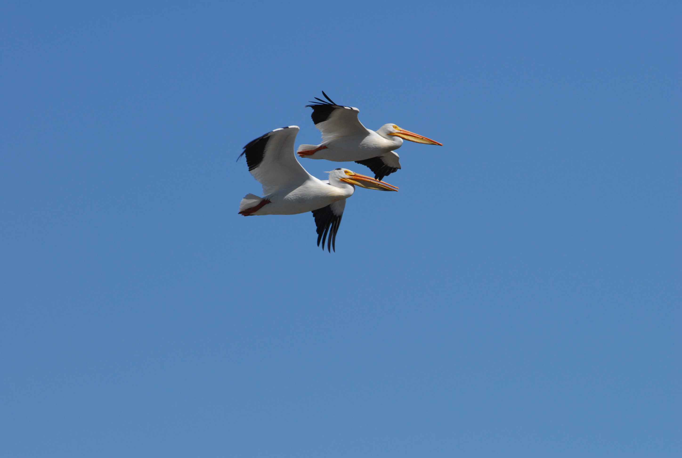 American White Pelican