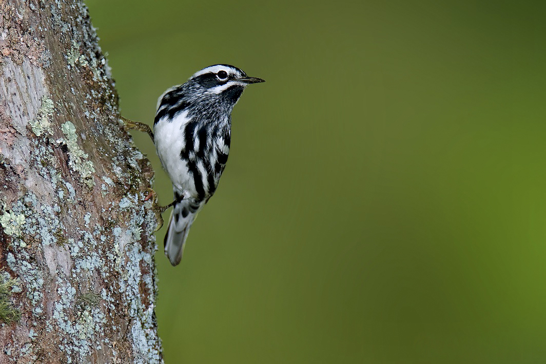 Black-and-white Warbler "Mniotilta varia" | Boreal ...