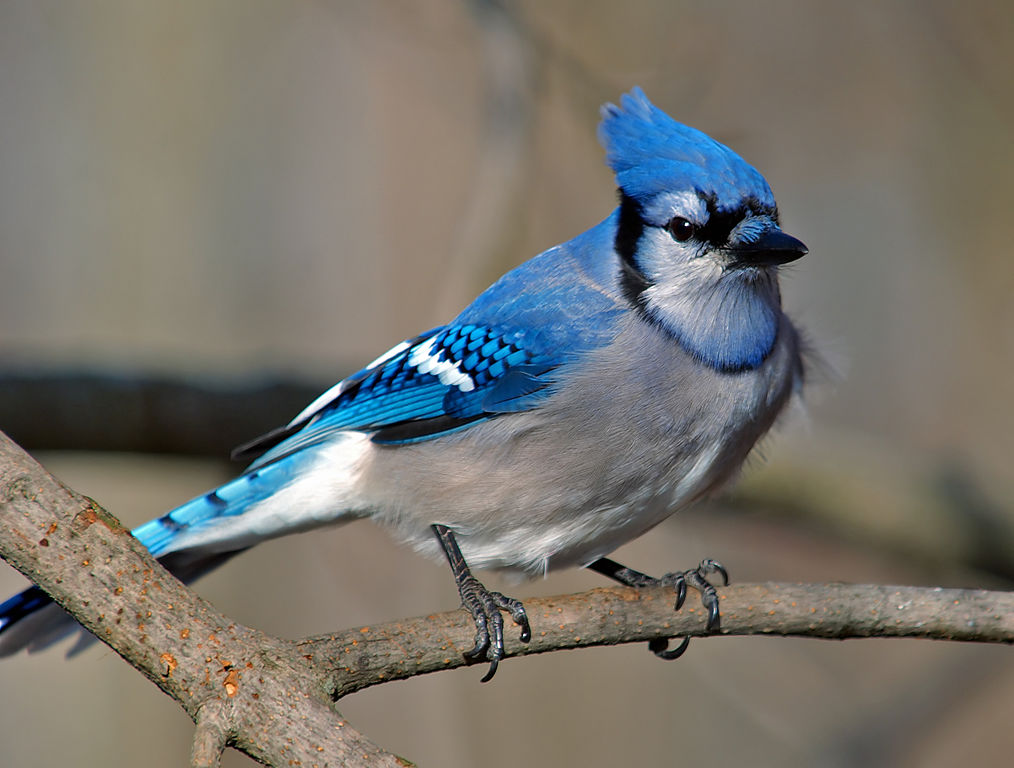 Blue Jay Bird