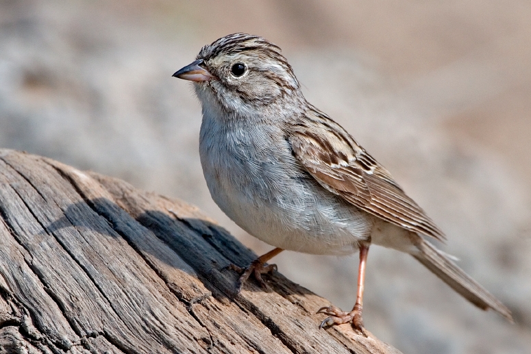 Brewer's Sparrow "Spizella breweri" | Boreal Songbird Initiative