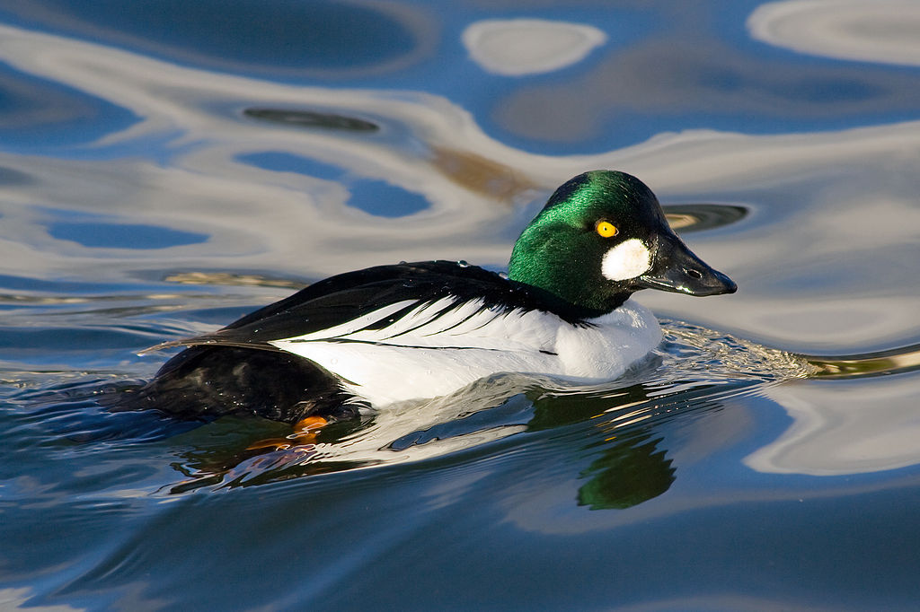 GoldenEye (song) - Wikipedia