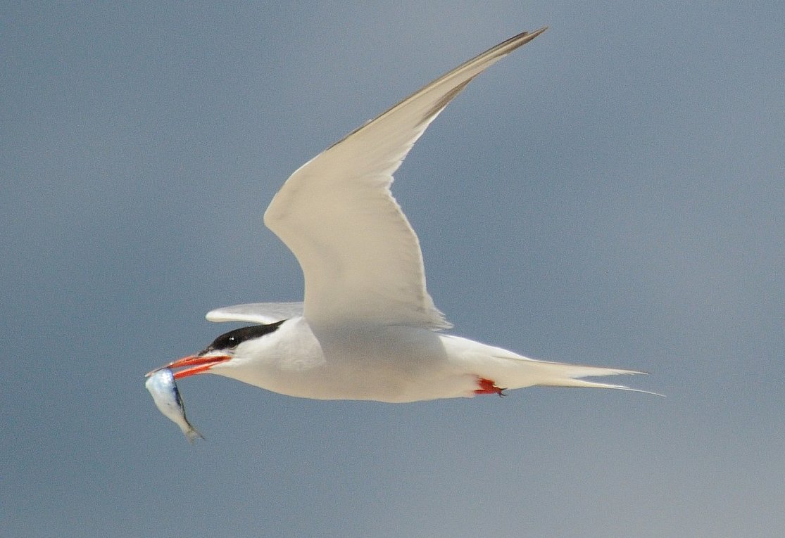 Common Tern "Sterna hirundo" Boreal Songbird Initiative