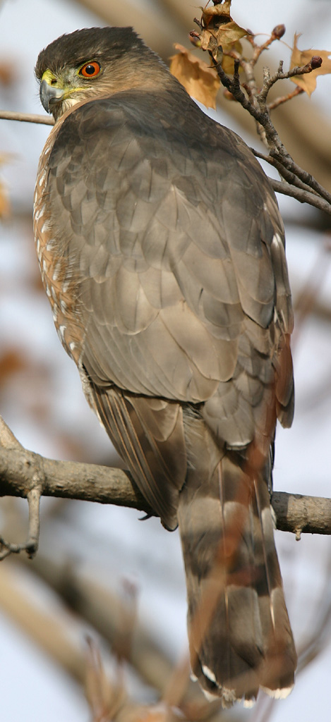 Bird of prey - Wikipedia