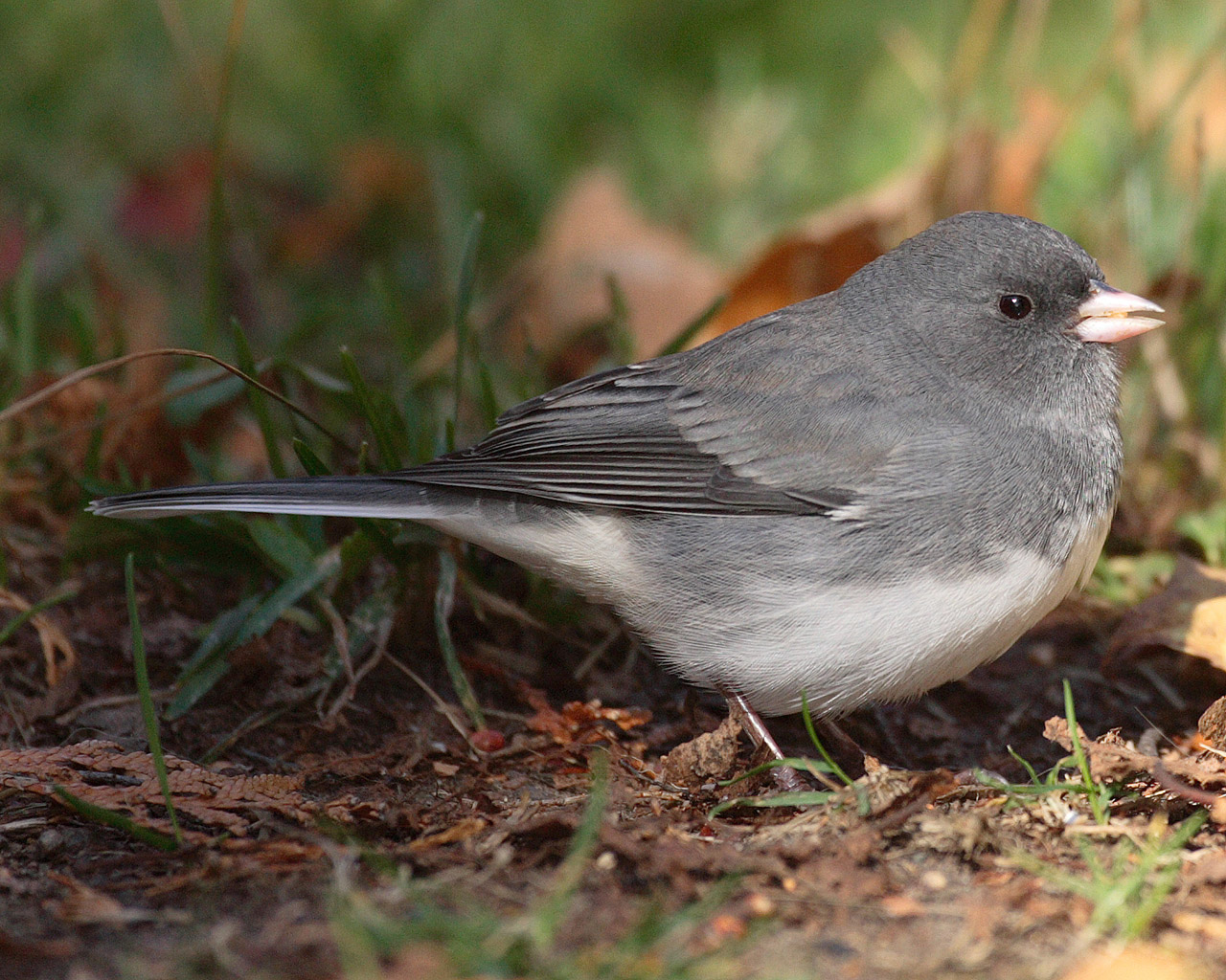 Common Characteristics of Dark-eyed Juncos