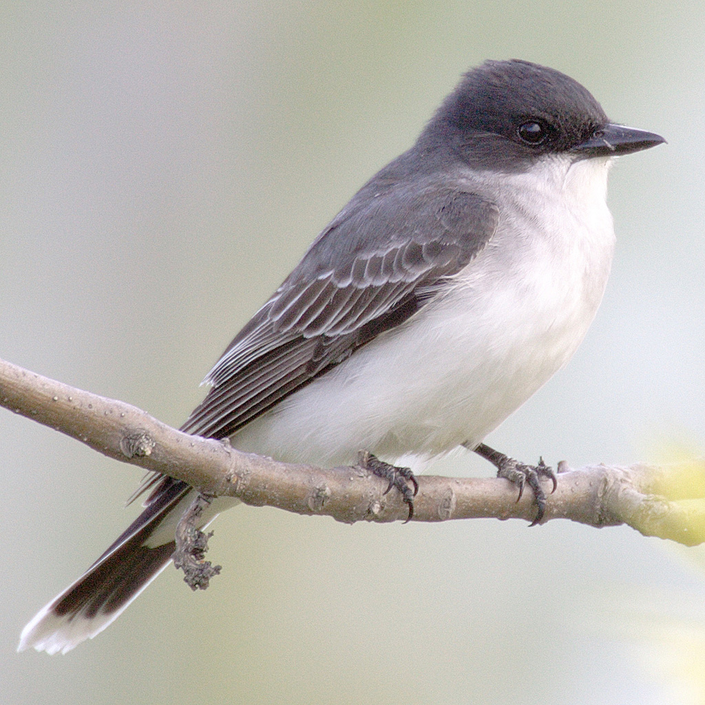 Eastern Kingbird Tyrannus Tyrannus Boreal Songbird Initiative