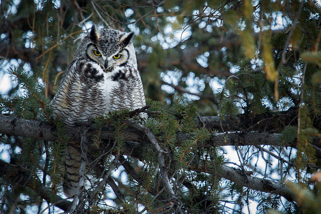01A2-7992PA Great Horned Owl