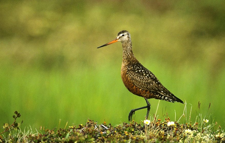 Hudsonian Godwit "Limosa haemastica" | Boreal Songbird Initiative