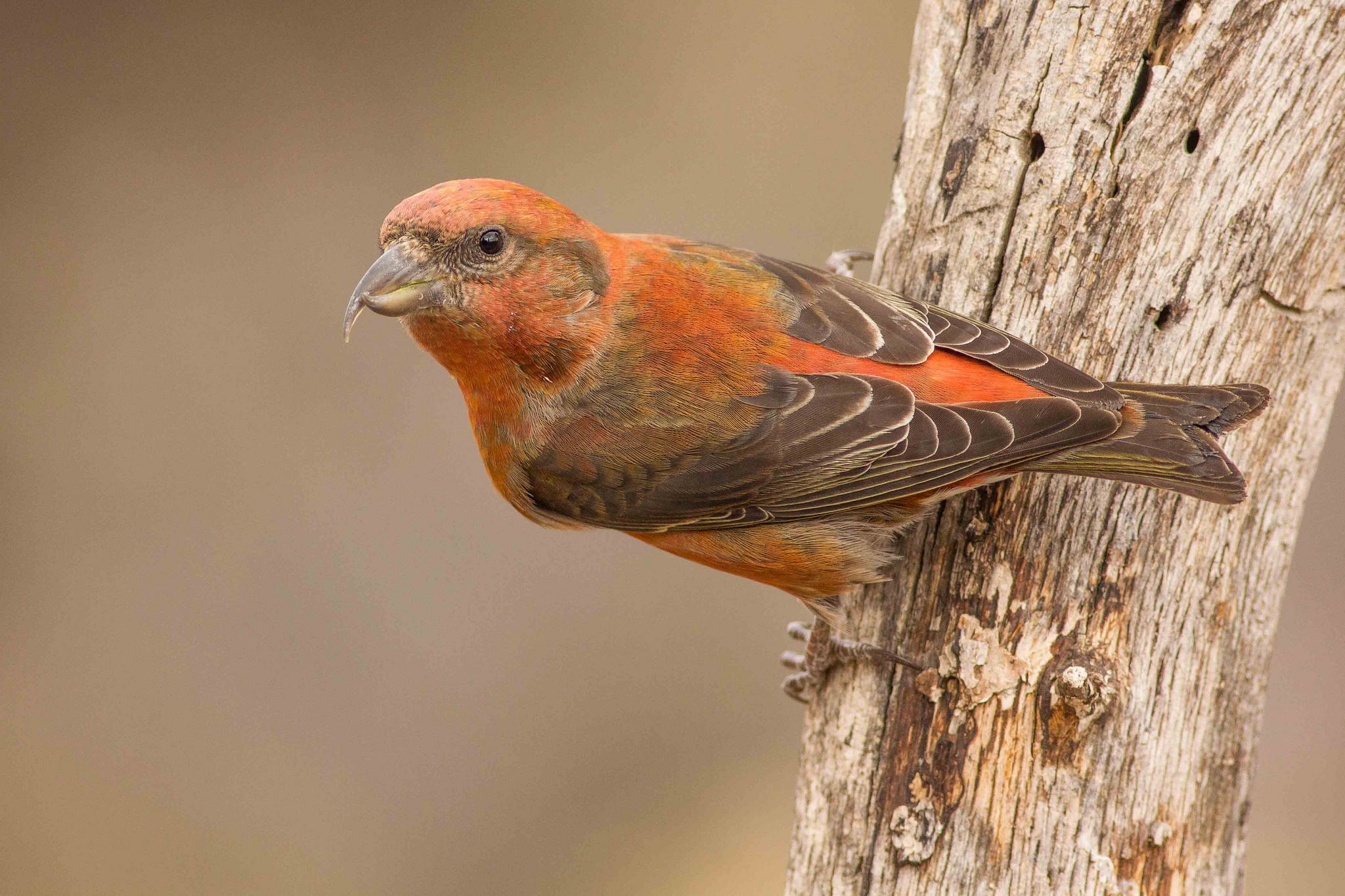 længde musikalsk Envision Red Crossbill "Loxia curvirostra" | Boreal Songbird Initiative