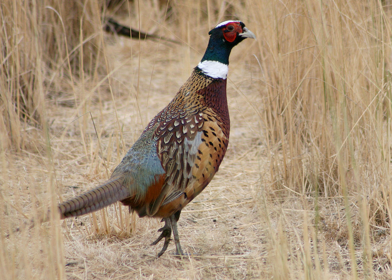 Ring-necked Pheasant / Jagdfasan ( Phasianus colchicus ) on the run,  running fast, looks funny, Stock Photo, Picture And Rights Managed Image.  Pic. VX1-3332032 | agefotostock