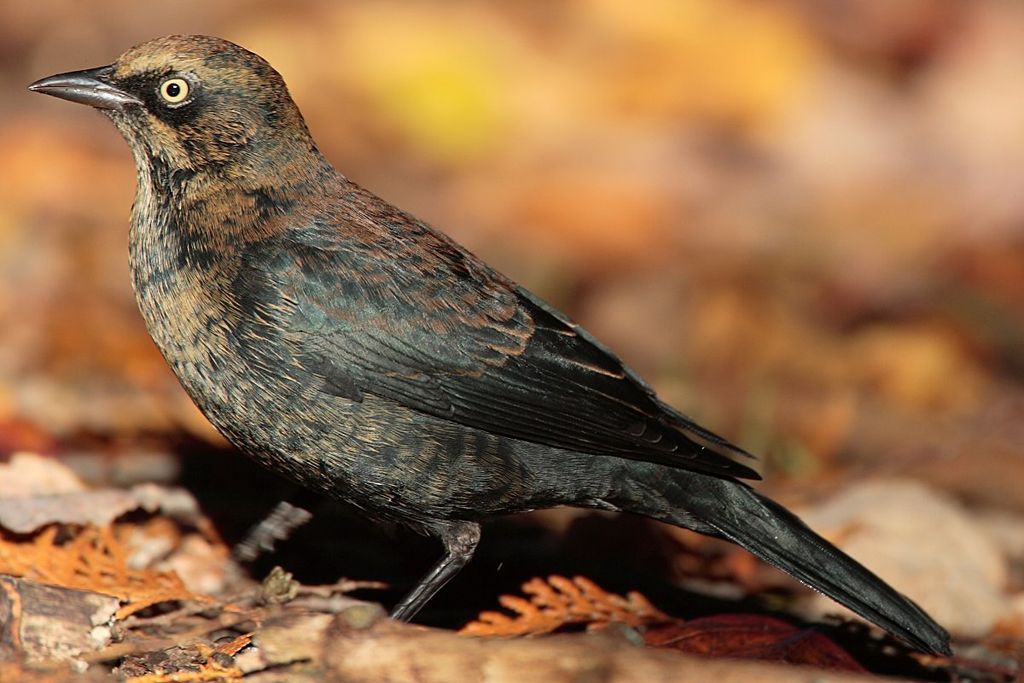 Rusty Blackbird "Euphagus carolinus" Boreal Songbird