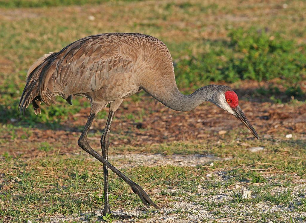 Sandhill Crane Grus Canadensis Boreal Songbird Initiative Sandhill Crane Grus Canadensis Boreal Songbird Initiative
