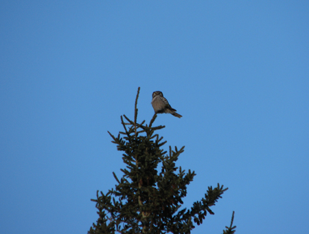 hawk owl