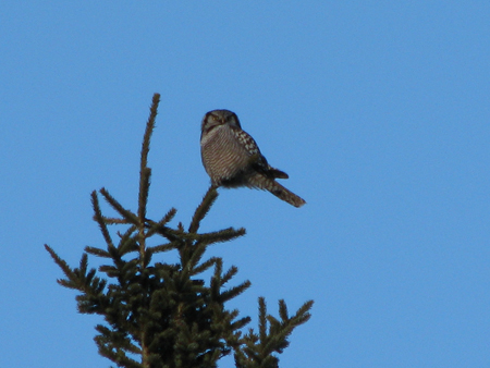 hawk owl