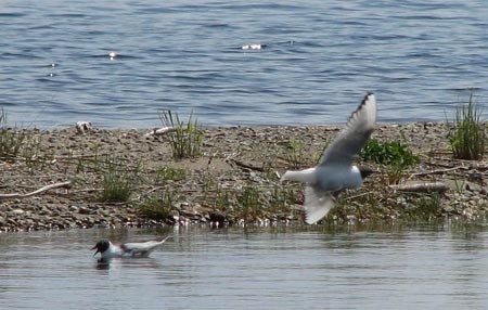 Bonaparte's Gull