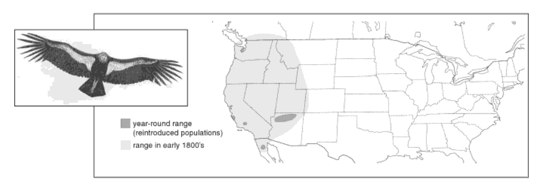 Milestone Reached For California Condor Boreal Songbird Initiative