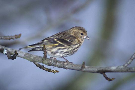 Pine Siskin