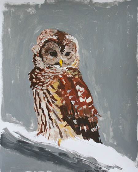 Barred Owl