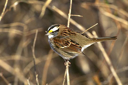 white throated sparrow