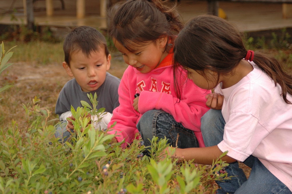 Cree children picking wild blueberries