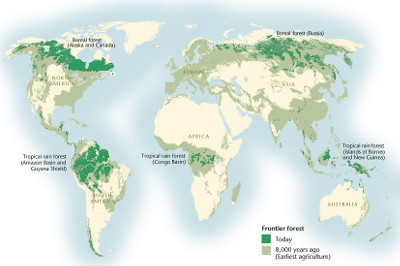 forests intact boreal rainforest regenwoud tropisch forestier ontbossing milieu deforestation peisajul ruilen greenly guinea voices nationalgeographic