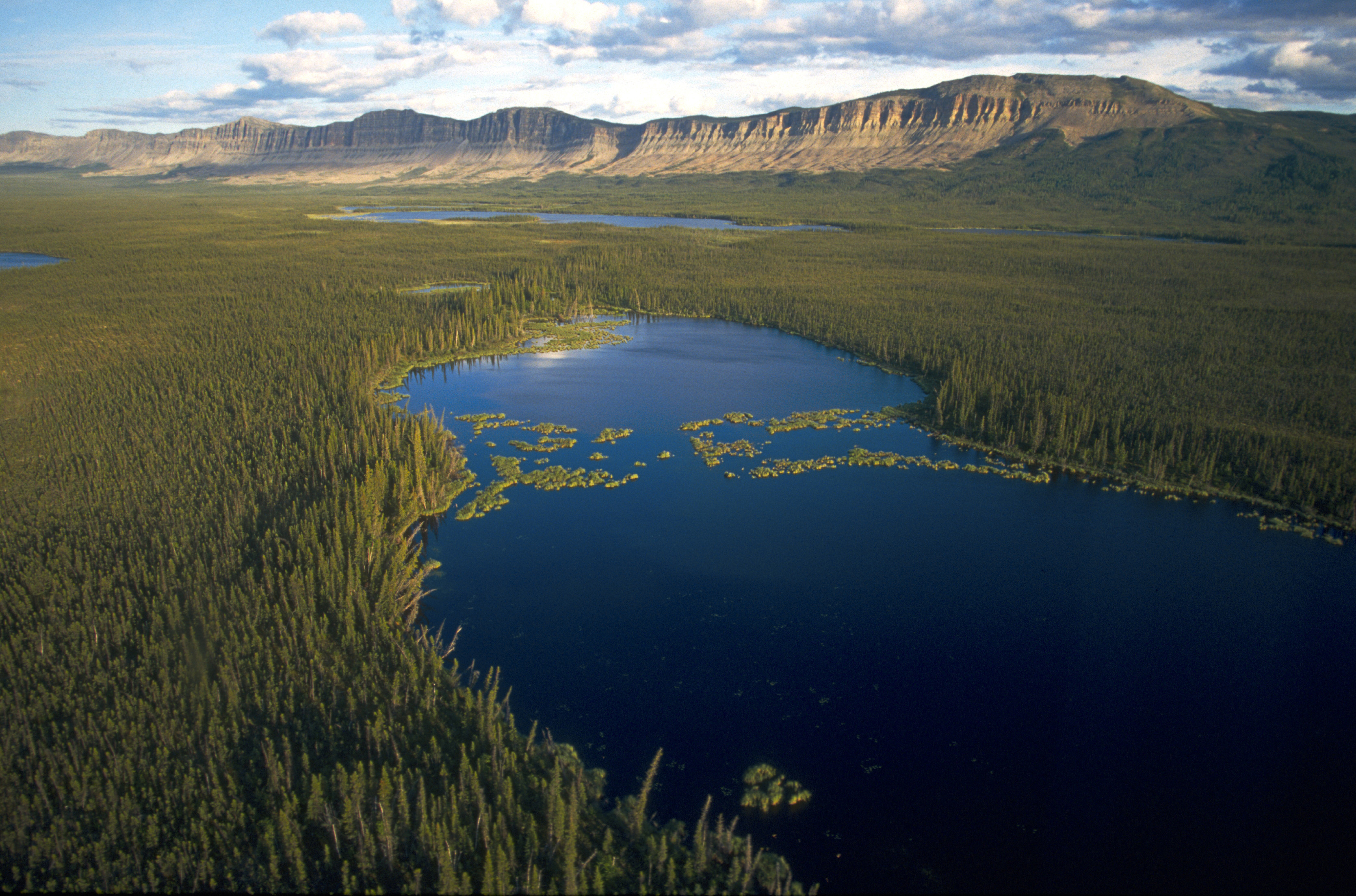 Природный потенциал канады. Boreal Forest. Canada Boreal Forest. Природные богатства Канады. Природные условия Канады.