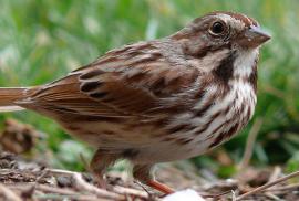 song-sparrow.jpg?itok=jXtK4QOA
