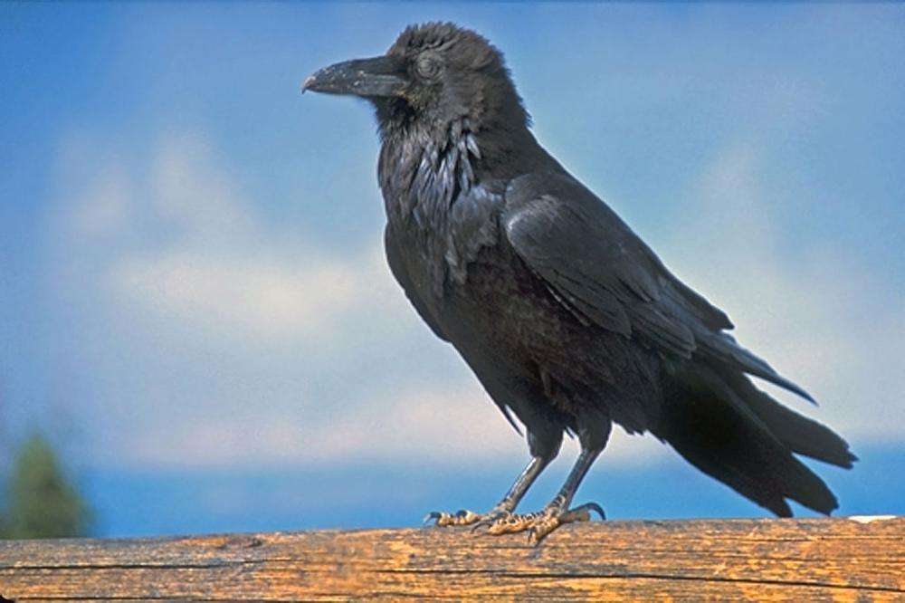 Common Raven "Corvus corax" | Boreal Songbird Initiative