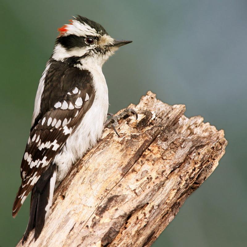 female and male downy woodpecker