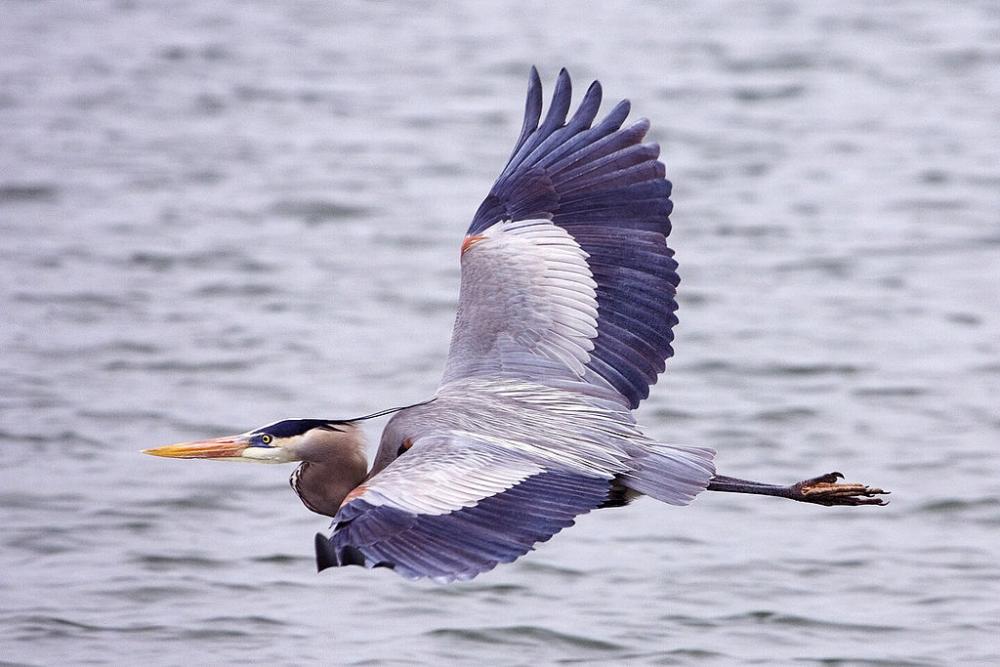 Great Blue Heron Ardea herodias