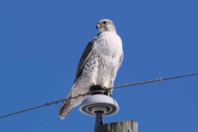 Gyrfalcon 