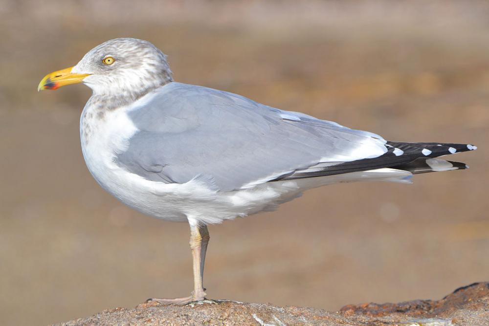 Herring Gull Larus Argentatus Boreal Songbird Initiative Herring Gull Larus Argentatus Boreal Songbird Initiative