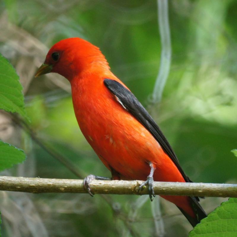 Scarlet Tanager 