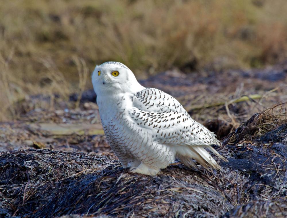 Snowy Owl 