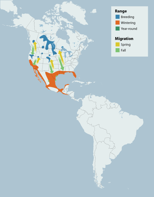 American White Pelican range map