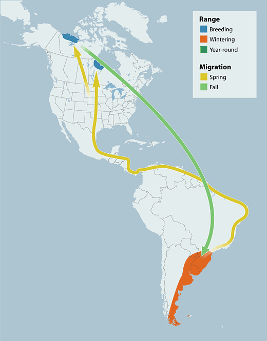 Hudsonian Godwit range map