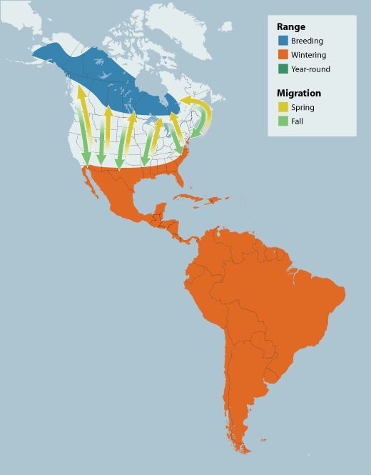 Lesser Yellowlegs range map