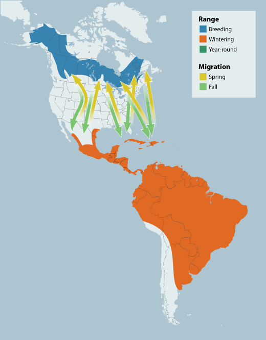 Solitary Sandpiper range map