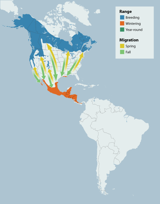 Wilson's Warbler range map