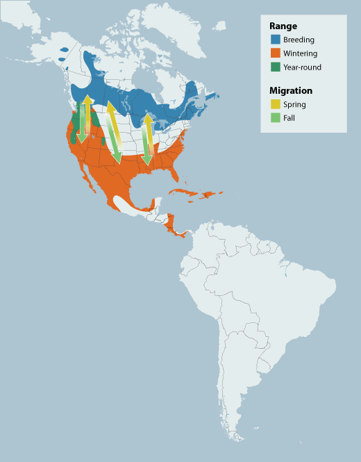 Ring-necked Duck range map