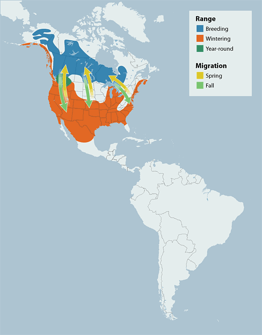 Bufflehead range map